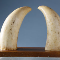 Pair of Antique Scrimshaw Sperm Whale Teeth, circa 1850