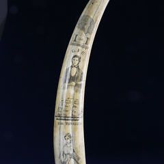 American Walrus Tusk - Large American Scrimshawed Walrus