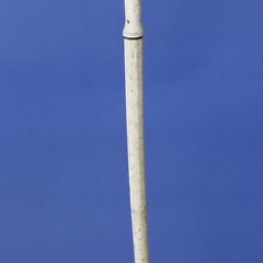 Whaler Made Whalebone Walking Stick, circa 1840