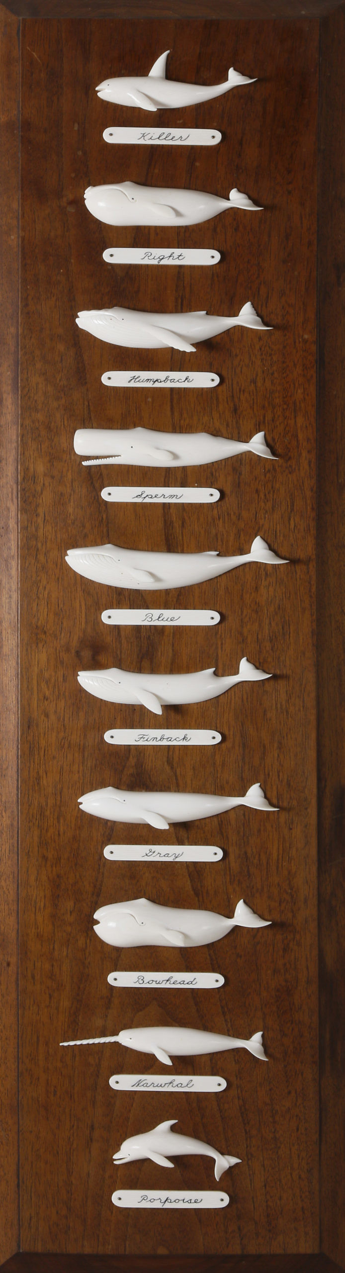 Paul Morris Carved Ivory Whale Species on Mahogany Board - Paul