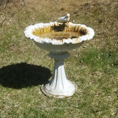 270-4800 White Iron Bird Bath B