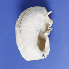 Two Decorated Whalebone Inner Ears, circa 1860