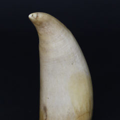 Scrimshaw Schoolboy Sperm Whale Tooth, circa 1860