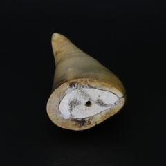 Scrimshaw Schoolboy Sperm Whale Tooth, circa 1860