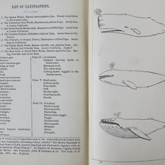 Book: Alexander Starbuck’s History of the American Whale Fishery from Its Earliest Inception to the Year 1876