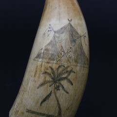 Scrimshaw Whaling Scene Sperm Whale Tooth, circa 1850