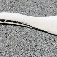 Antique Sperm Whale Jawbone