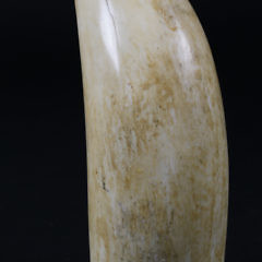 Scrimshaw Sperm Whale Tooth, circa 1860