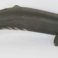 Carved and Painted Sperm Whale by Peter Thompson