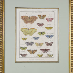 Set of 3 Antique French Handcolored Engravings of Butterflies