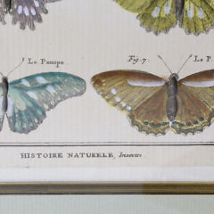 Set of 3 Antique French Handcolored Engravings of Butterflies