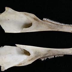 Pair of Scrimshaw Porpoise Jawbones, 19th c.