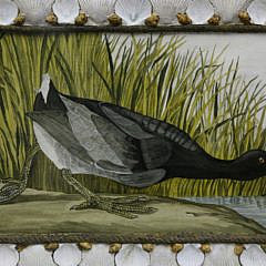 Mellie Cooper Acrylic Portrait of a Coot