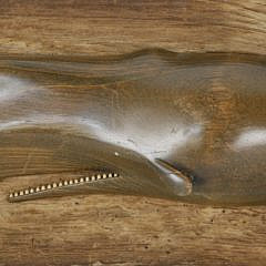 William J. Dickson Vintage Carved Wood Sperm Whale Plaque