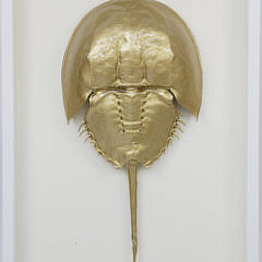 Gilded Horseshoe Crab Shadow Box