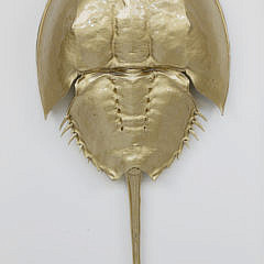 Gilded Horseshoe Crab Shadow Box