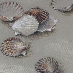 Ruth Sumner Pastel on Paper “Scallop Shells”