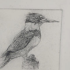 David Lazarus Etching “Kingfisher”