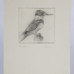 David Lazarus Etching “Kingfisher”