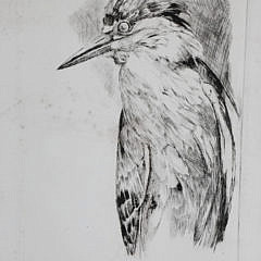 4800 David Lazarus Night Heron Etching A_MG_8860