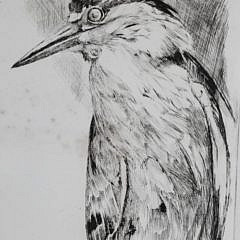 David Lazarus Etching “Night Heron”