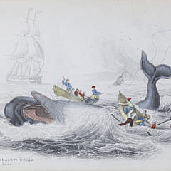 Pair of Whaling Lithographs, “The Spermaceti Whale – Beale”