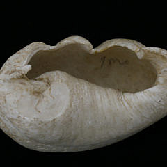 Decorated Antique Whalebone Whale’s Inner Ear