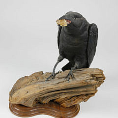 Pete Micciche “Fish Crow” Polychrome Carved Wood Model of a Crow