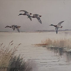 Roland Green Watercolor on Paper, “Four Mallard Over The Broads”