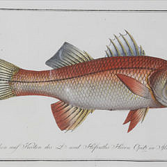 Set of Six Fish Lithographs, 18th century