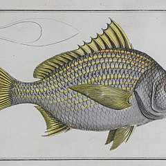 Set of Six Fish Lithographs, 18th century