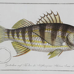 Set of Six Fish Lithographs, 18th century