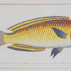 Set of Six Fish Lithographs, 18th century