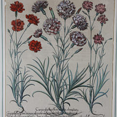 After Basilius Besler Four Botanical Studies from Hortus Eystettensis Hand Colored Engravings