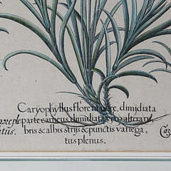 After Basilius Besler Four Botanical Studies from Hortus Eystettensis Hand Colored Engravings