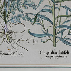 After Basilius Besler Four Botanical Studies from Hortus Eystettensis Hand Colored Engravings