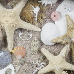 Specimen Shell Shadowbox