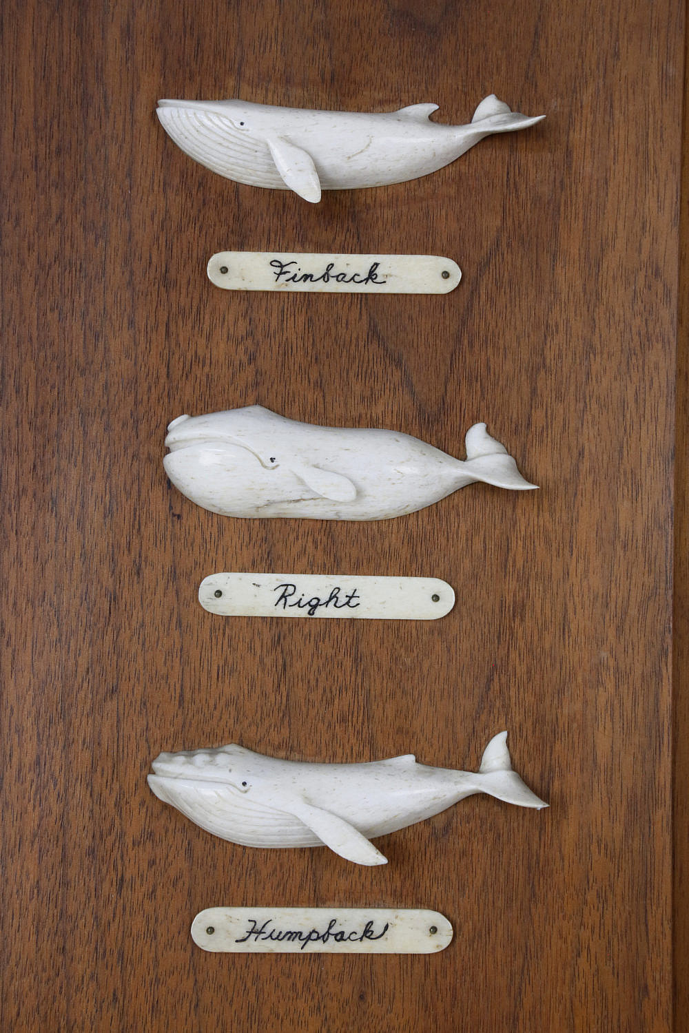 Paul C. Morris Carved Bone 8 Whale Species Plaque circa 1974 - Paul C ...