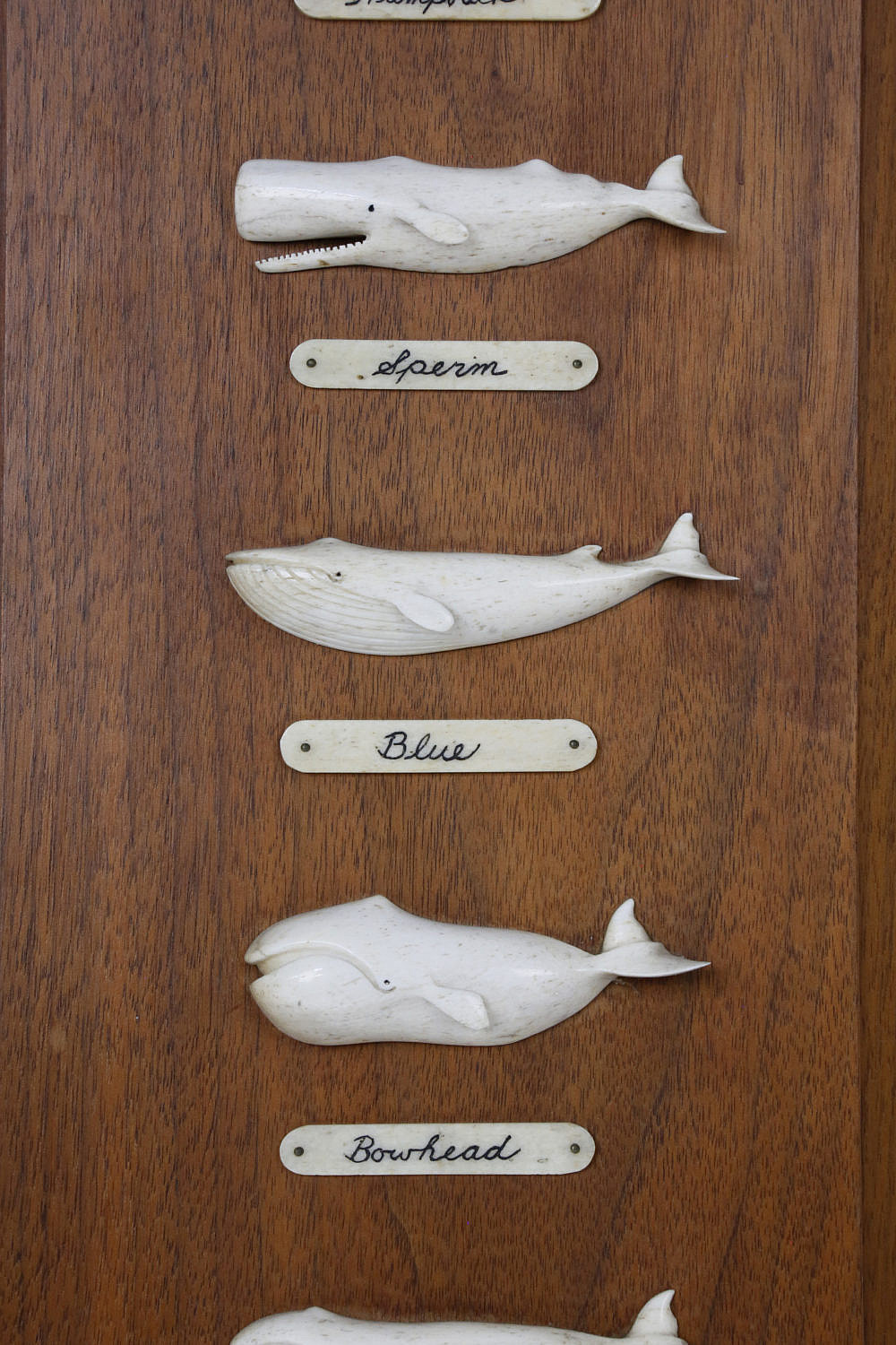 Paul C. Morris Carved Bone 8 Whale Species Plaque circa 1974 - Paul C ...