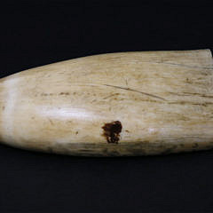 Antique Scrimshaw Sperm Whale Tooth, circa 1860