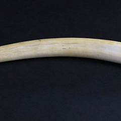 Antique Stippled Pictorial Walrus Tusk, circa 1870