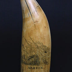 55-4962 Scrimshaw Tooth Ship Albion C_MG_9998