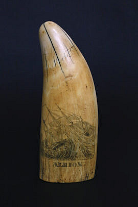 55-4962 Scrimshaw Tooth Ship Albion C_MG_9998