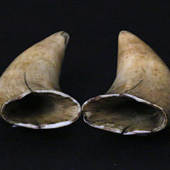 Pair of Antique Scrimshaw and Polychrome Fashion Whale Teeth, circa 1860