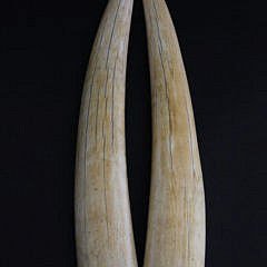 Pair of Antique Scrimshaw Walrus Tusks, circa 1860