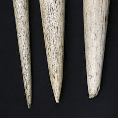 Antique Whalebone Fids of Varying Sizes, circa 1840-1860