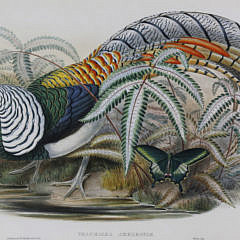 After John Gould and H.C. Richter Lithograph “Lady Amherst’s Pheasant”