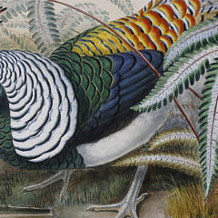 After John Gould and H.C. Richter Lithograph “Lady Amherst’s Pheasant”