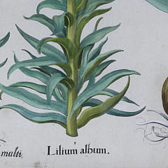 After Basilius Besler Hand Colored Engraving, circa 1613