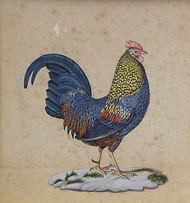 1591-54 Gouache and Ink Picture of a Bantam Cock A_MG_2250 2